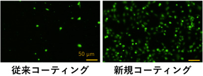 図3　細胞接着の評価結果：蛍光顕微鏡観察画像